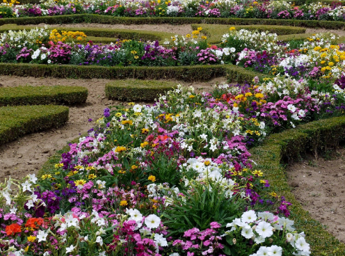 Berkebun Bunga Organik: Apakah Bunga Organik Lebih Indah?
